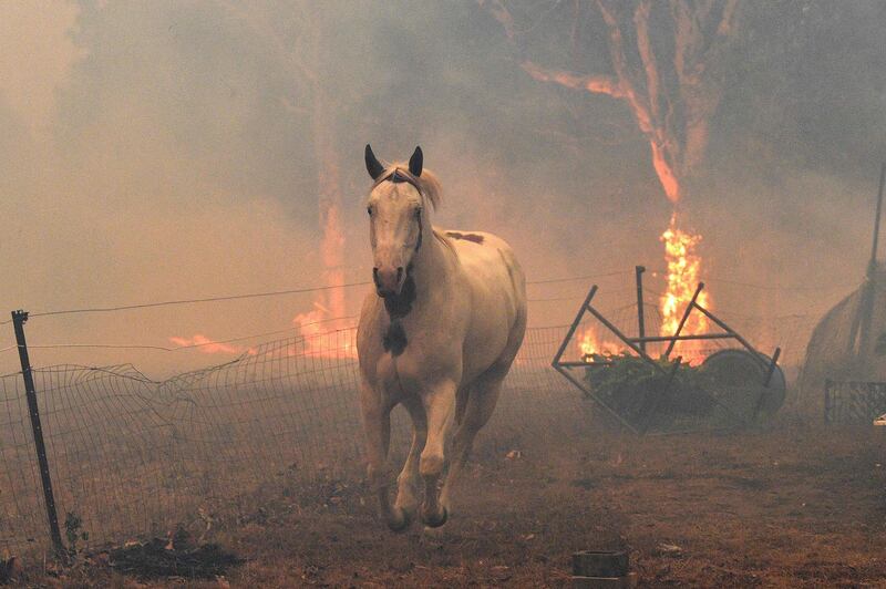 A horse trying to move away from nearby bushfires at a residential property near the town of Nowra in the Australian state of New South Wales.  AFP