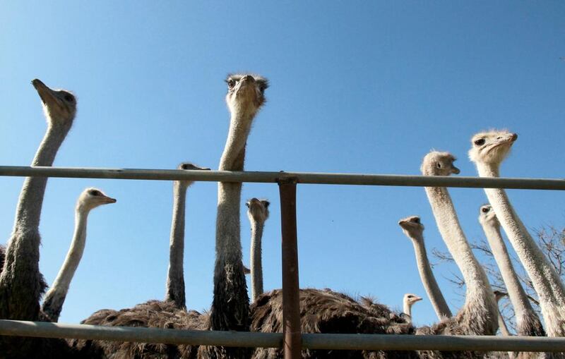 Ostriches stand behind a fence at the farm set up three years ago by fifty-year old Palestinian Abdulrahman Abu Tir, near the West Bank city of Bethlehem. Musa Al Shaer/AFP Photo