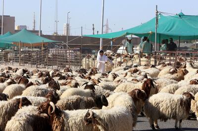 UK sales of sheep meat to the Middle East expected to increase further over the next decade. AFP