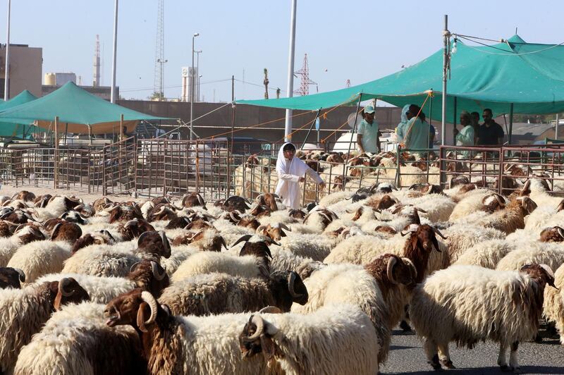 Shepherds lead their sheep to cross to the livestock market in Kuwait City.  AFP