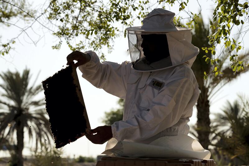 Abu Dhabi, United Arab Emirates - September 25th, 2017: Workers at the apiary check on the bees in the hives. Al Najeh Honey Sale. Monday, September 25th, 2017 at near Al Samha, Abu Dhabi. 