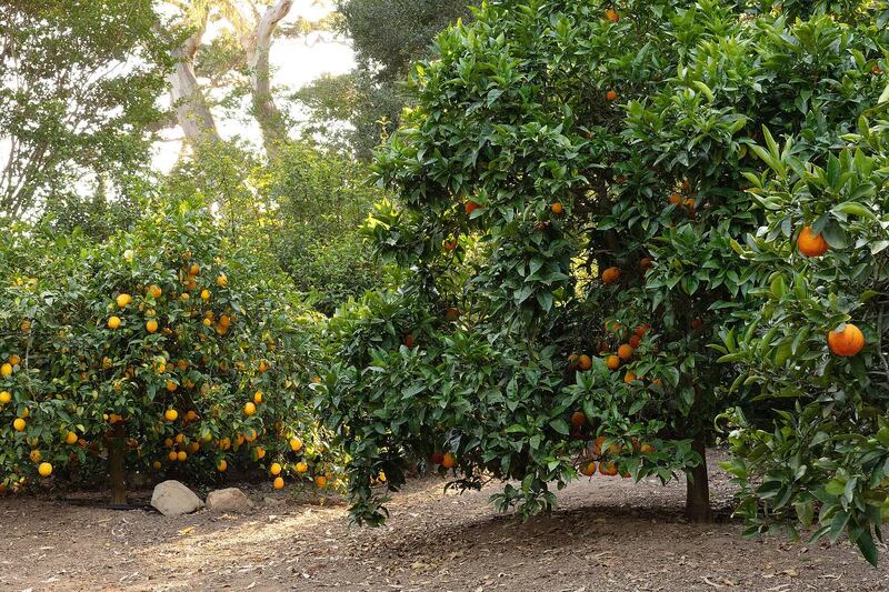 Fruit trees in the garden