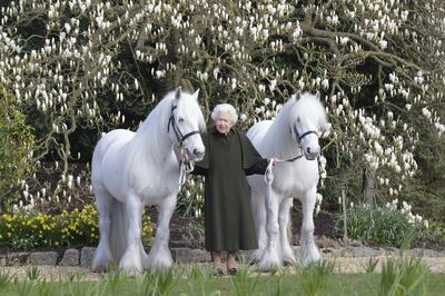 A portrait of Queen Elizabeth II with her Fell ponies, Bybeck Nightingale and Bybeck Katie, released to mark the occasion of her 96th birthday. Getty Images