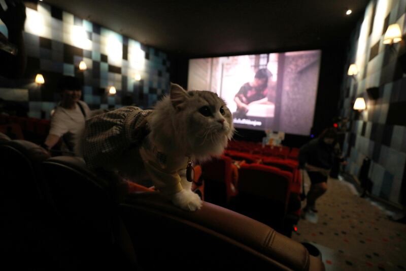A cat walks on a chair inside a movie theatre during the opening day. EPA