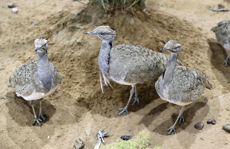 ABU DHABI ,  UNITED ARAB EMIRATES , AUGUST 27 – 2019 :- Houbara birds at the International Fund For Houbara Conservation stand during the ADIHEX 2019 held at ADNEC in Abu Dhabi. ( Pawan Singh / The National ) For News/Online/Instagram/Big Picture. Story by Daniel 
