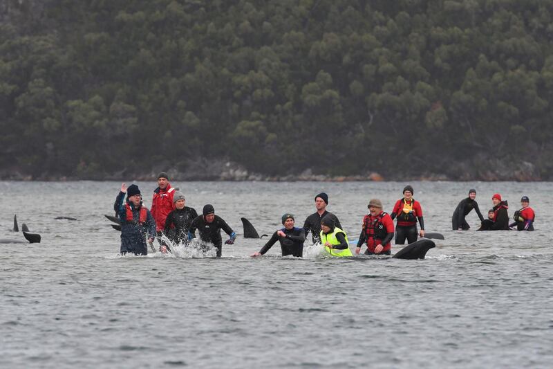 Rescue efforts to save whales stranded on a sandbar take place at Macquarie Harbour, near Strahan, Tasmania, Australia.  The Advocate / Reuters