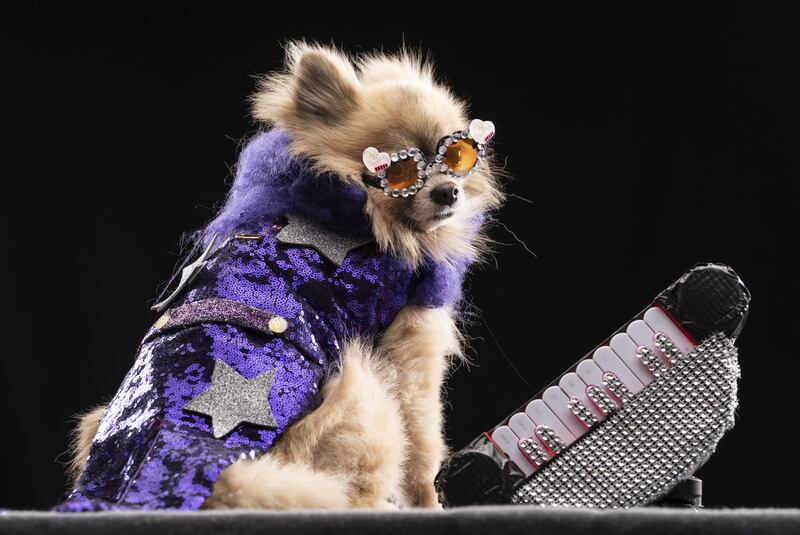 Dexter the Pomeranian models a design inspired by Sir Elton John. 