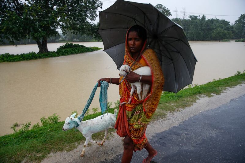 A woman carries her goats along street along a flood-affected area of Topa village in Saptari district, Nepal, on August 12, 2017. According to media reports, nearly 18 people have died and thousands have been affected by floods as the Department of Hydrology and Meteorology warned of heavy rains for two days. Narendra Shrestha / EPA