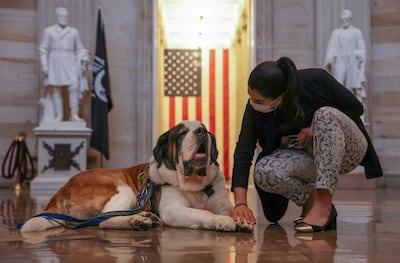 Valerie Chicola, a staffer on Capitol Hill pets Officer Clarence, a Saint Bernard from the Greenfield, Massachusetts police department, April 14, 2021. Officer Clarence is the first official police comfort dog and he specializes in helping first responders in the aftermath of critical incidents. He came to Washington to support police officers and others during the tribute to slain Capitol Police officer William Evans. REUTERS/Evelyn Hockstein