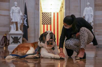 Valerie Chicola, a staffer on Capitol Hill pets Officer Clarence, a Saint Bernard from the Greenfield, Massachusetts police department, April 14, 2021. Officer Clarence is the first official police comfort dog and he specializes in helping first responders in the aftermath of critical incidents. He came to Washington to support police officers and others during the tribute to slain Capitol Police officer William Evans. REUTERS/Evelyn Hockstein