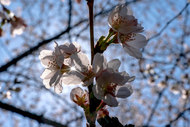 Blossoms are seen at the Franklin Delano Roosevelt Memorial. AP