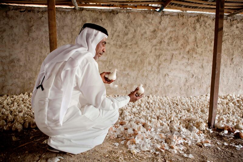 June 17, Khalfan Al Dhagmani poses for the camera with some locally grown onions on a traditional Emirate farm in Wadi Al Tuwa.  June 1, Ras Al Khaimah, United Arab Emirates. (Photo: Antonie Robertson/ The National)