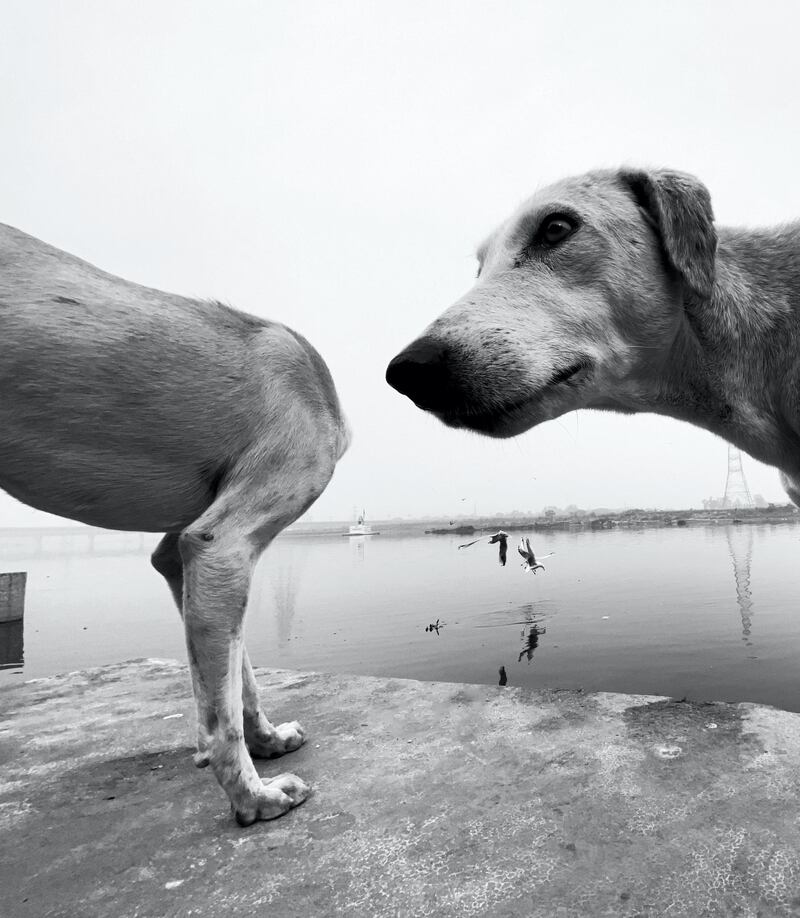 The Comedy Pet Photography Awards 2020
Dimpy Bhalotia
London
United Kingdom
Phone: 
Email: 
Title: ohhhhhhh
Description: This happened in a fraction of a second and I couldn't stop laughing.
Animal: Dog
Location of shot: India