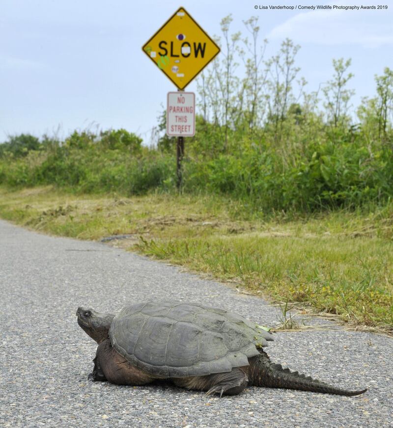 The Comedy Wildlife Photography Awards 2019
Lisa Vanderhoop
Aquinnah
United States
Phone: (508)560-5707
Email: seadogsproductions@hotmail.com
Title: Snarling Snappin' in the Slow Lane
Description: Slow is the way to go for this snapping turtle. A law abiding, although curmudgeonly, citizen who by the look on it's face was not thrilled by any other car or foot traffic in it's lane.
Animal: Snapping Turtle
Location of shot: Massachusetts