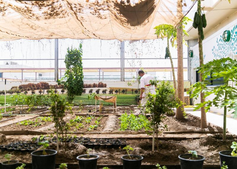 DUBAI, UNITED ARAB EMIRATES. 22 JULY 2020. 
Plant nursery at Al Awir Central Jail.
(Photo: Reem Mohammed/The National)

Reporter:
Section: