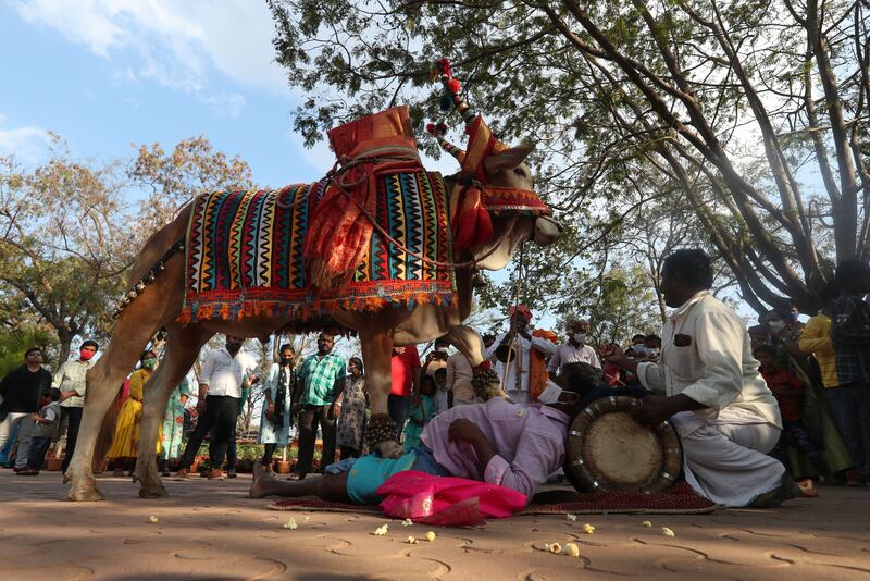 A man performs a stunts with Gangireddu, a sacred decorated bull, as a part of the Makar Sankranti festival in Hyderabad, India. The annual event marks the return of the sun to the northern hemisphere. AP
