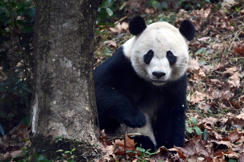 Giant panda Bei Bei explores his surroundings on his first day at the Ya'an Bifengxia Base of the Giant Panda Conservation and Research Center in China's Sichuan Province. Chinatopix via AP