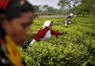 Assam is famous for its tea gardens and many Bengali Hindus were brought to work on these plantations early in the 19th century.