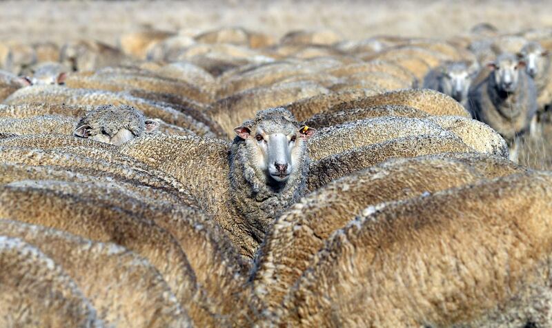 Sheep feeding on cottonseed on a dry paddock in the drought-hit area of Duri in New South Wales, Australia. Saeed Khan/AFP