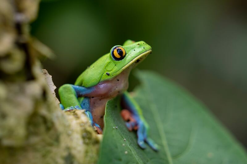 Tourists who flock to Costa Rica to see toucans, sloths and brilliantly coloured frogs might someday see a charge on their hotel bill to aid forest conservation. AP
