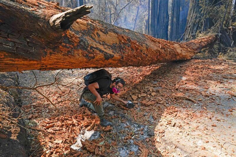 Journalist Eric Ananmalay crosses under a fallen tree, in Big Basin Redwoods State Park, California. AP Photo