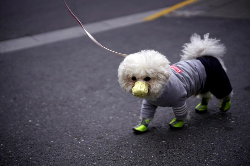 A dog wearing a face mask is seen on a street in Shanghai, China. Reuters