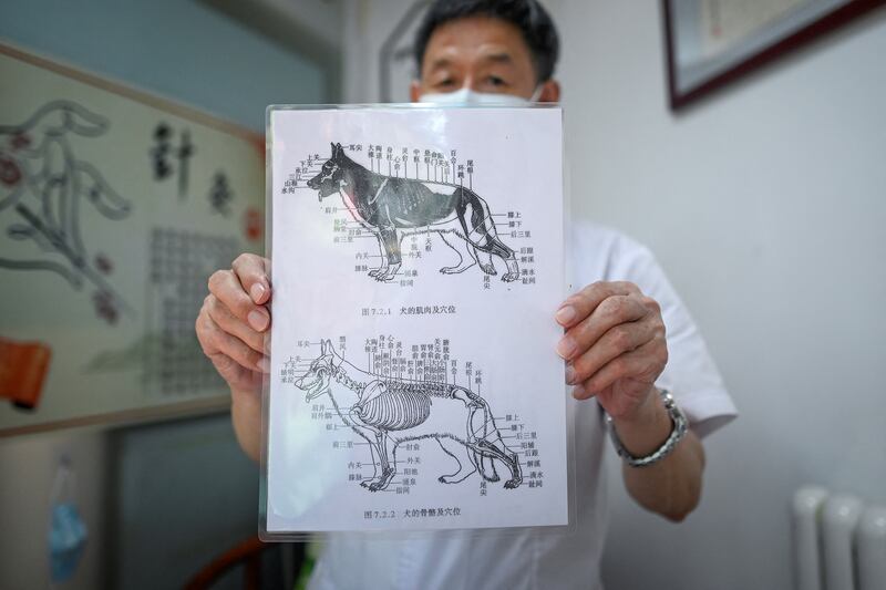 A growing number of animals are being signed up for traditional medicine in China. 
