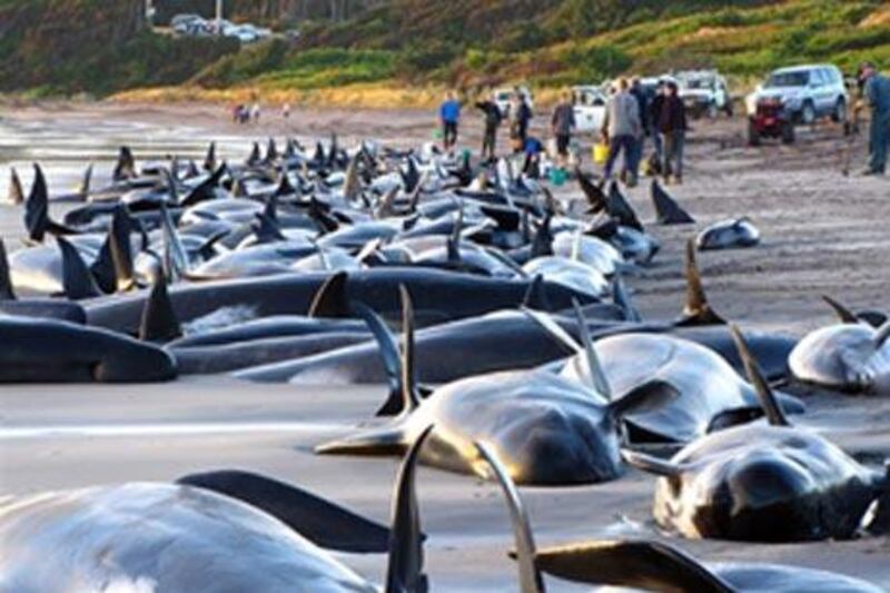 Nearly 200 whales and several dolphins which have beached themselves on King Island off southern Australia.