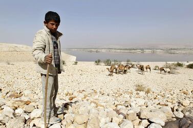 A boy shepherds camels near Al Karamah Dam in Shouneh, Jordan. Muhammad Hamed / Reuters