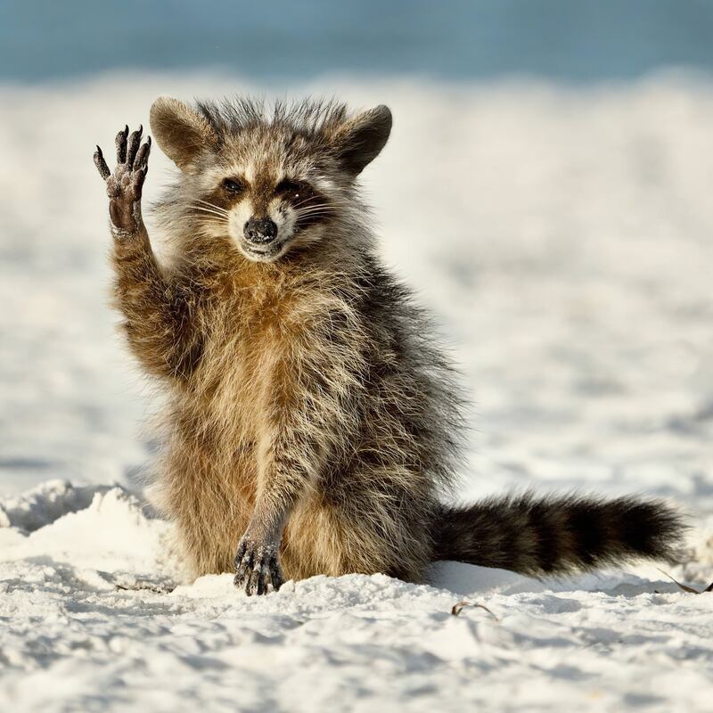 'Hello everyone'. Taken in Florida. Miroslav Srb / Comedy Wildlife 2022