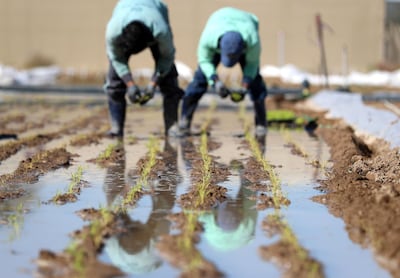 Sharjah, United Arab Emirates - Reporter: Sarwat Nasir. News. Food. People transplant rice plants at a rice farm, as part of research by the ministry to enhance UAEÕs food security. Sharjah. Monday, January 11th, 2021. Chris Whiteoak / The National
