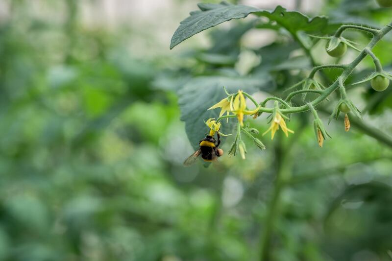 Hives of a species of bumblebee more resilient to humid conditions facilitate pollination in the close greenhouses. Courtesy The Farmhouse