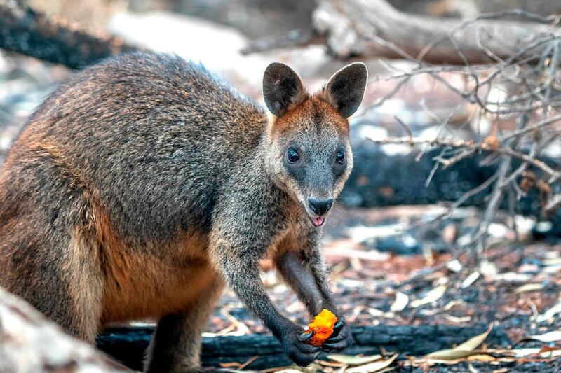 A wallabie eating a carrot dropped by the NSW National Parks and Wildlife services over the bushfire affected areas along the South Coast for wallabies. AFP