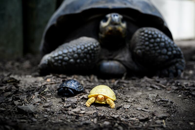 A baby albino Galapagos giant tortoise next to another baby and an adult tortoise in the tropiquarium in Servion, Switzerland. EPA