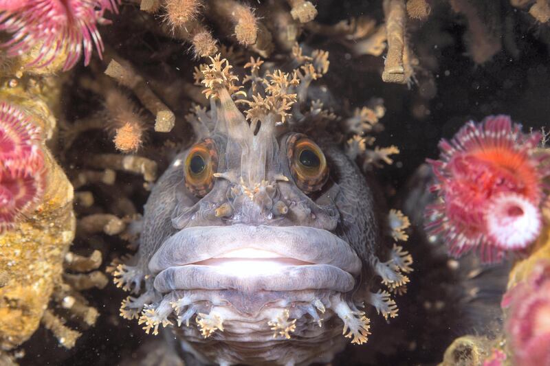 Eye To Eye by Andrey Shpatak. This Japanese warbonnet was photographed in the north of the Gulf of Oprichnik in the Sea of Japan. These unusual fish lead a territorial lifestyle among the stones and rocks of shallow coastal waters. They were once thought to be timid and almost impossible to observe, but curiosity has taken over and they will now often swim right up to divers, who are usually startled by their extraordinary appearance. Courtesy Natural History Museum 