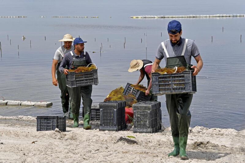 Workers harvests red seaweed in the Menzel Jemil lagoon in Tunisia's northern Bizerte region. AFP