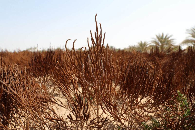 Halophytes can be irrigated with saline water and grown in poor soil.