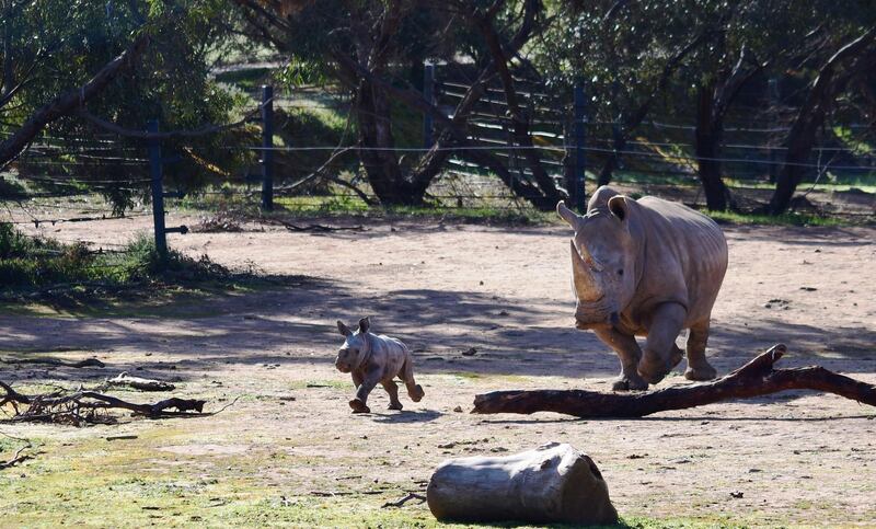 An undated handout photo made available by Zoos South Australia shows the new Southern White Rhino calf exploring the enclosure at Monarto Safari Park in South Australia.  EPA