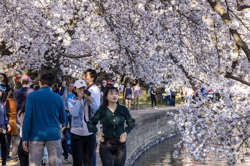 The National Park Service announced via Twitter that the cherry blossoms have reached peak bloom and that after two years of going virtual due to the pandemic, this year's National Cherry Blossom Festival is in person. AFP