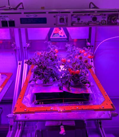 A preflight view of a ‘Red Robin’ dwarf tomato plant growing at the Kennedy Space Centre. Photo: Nasa