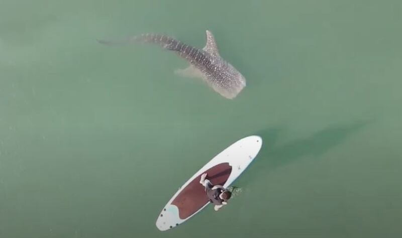 Paddling with a whale shark in Abu dhabi