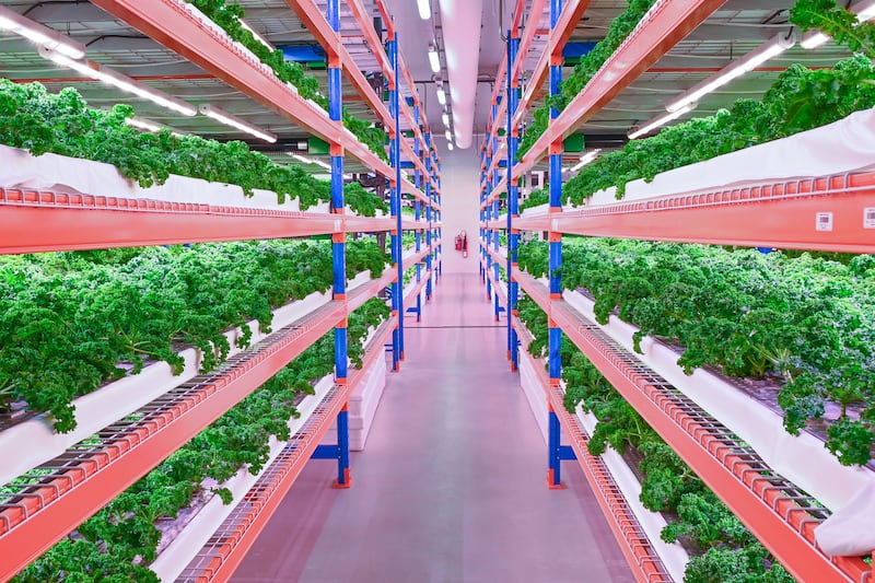 The forward-thinking project is a joint venture between Emirates and Crop One, a firm specialising in technology-driven indoor vertical farming.
