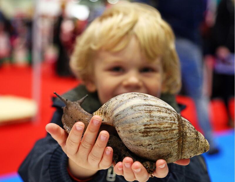 Mandatory Credit: Photo by Paul Brown/Shutterstock (4764226g)
Tristan plays with Shelley the Giant African Land Snail
London Pet Show 2015 at Excel, Britain - 09 May 2015