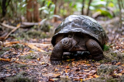 A giant tortoise roams wild on the protected island of Ile Aux Aigrette. Photo: Mauritian Wildlife Foundation