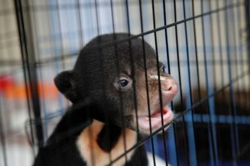 A Malayan sun bear looks from inside a cage after Thai police arrested a citizen of the United Arab Emirates at Suvarnabhumi airport in Bangkok May 13, 2011. Thai police arrested a UAE citizen just after midnight today as he was preparing to fly first class from Bangkok to Dubai with various rare and endangered animals in his suitcases, which included four leopards, one Malayan sun bear, one white-cheeked gibbon, one black-tufted marmoset, an Asiatic black bear and two macaque monkeys.    REUTERS/Damir Sagolj (THAILAND - Tags: CRIME LAW ANIMALS) *** Local Caption ***  DSB23_THAILAND-_0513_11.JPG