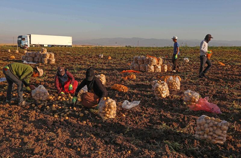 Kurdish farmers and potato pickers get busy with the harvest in Bardarash district, near the city of Duhok in northern Iraq. AFP