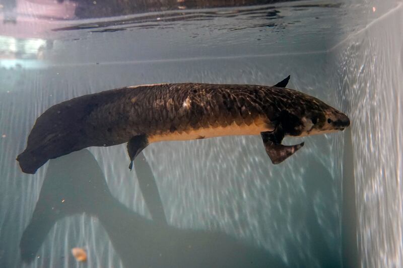 Methuselah, an Australian lungfish that was brought to the California Academy of Sciences in 1938 from Australia, swims in its tank in San Francisco, California. AP