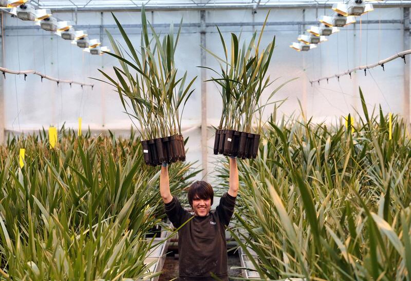 Greenhouse worker Martin Chinnock holds up two pots  of date palm plants being grown in the giant greenhouse at Date Palm Developments  near Glastonbury, United KIngdom. Stephen Lock for the National 