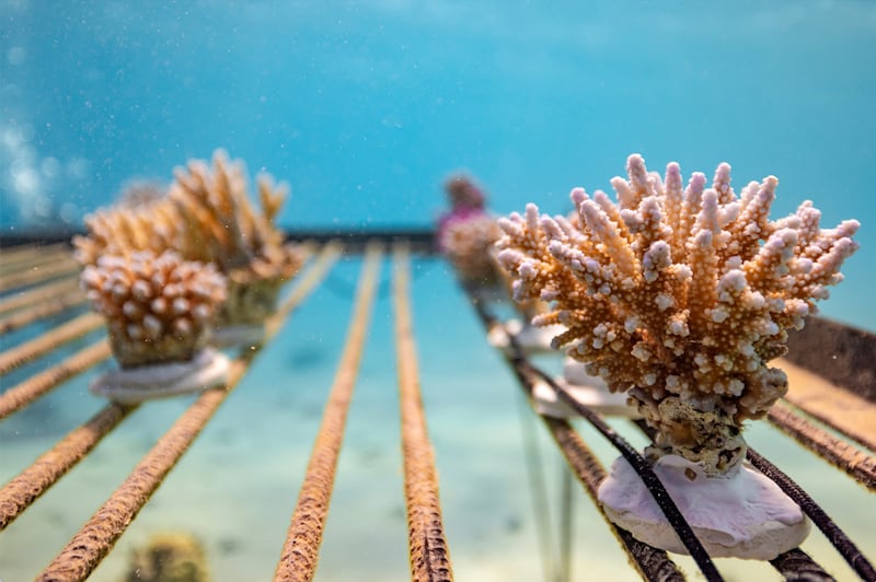 A coral nursery created as part of the initiative by Saudi Arabia's King Abdullah University of Science and Technology. Photo: Kaust
