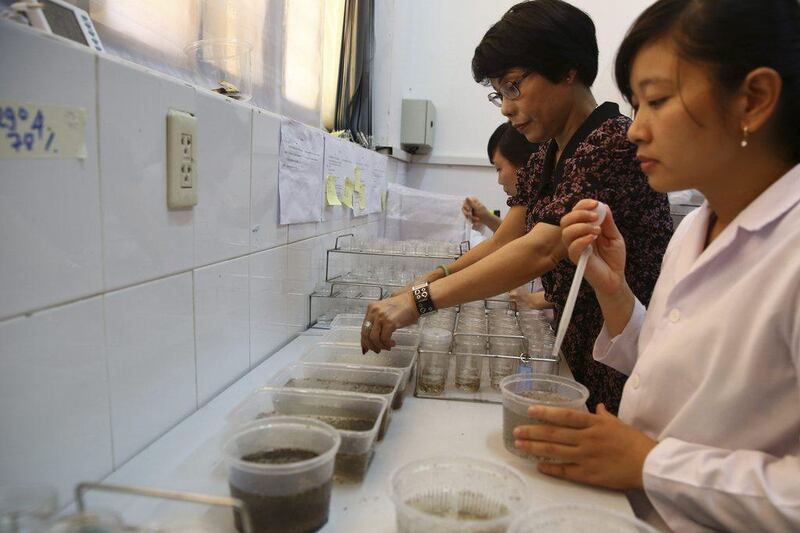 Scientist Nguyen Thi Yen, centre, helps her colleagues to collect mosquito pupae at Pasteur Institute in Nha Trang, Vietnam. All her mosquitoes have been intentionally infected with bacteria called Wolbachia, which essentially blocks them from getting dengue and spreading it to people. Na Son Nguyen / AP Photo